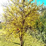Panzitella Forio di Ischia