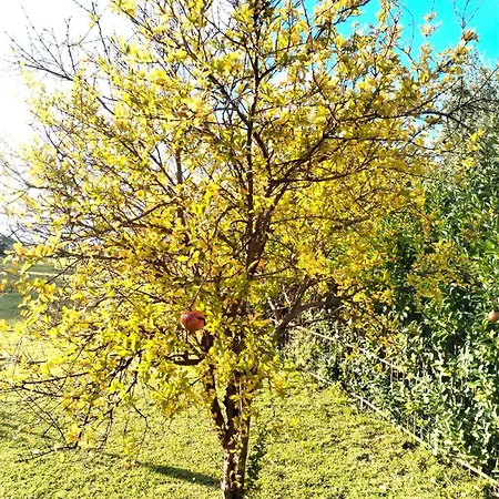 Panzitella Forio di Ischia