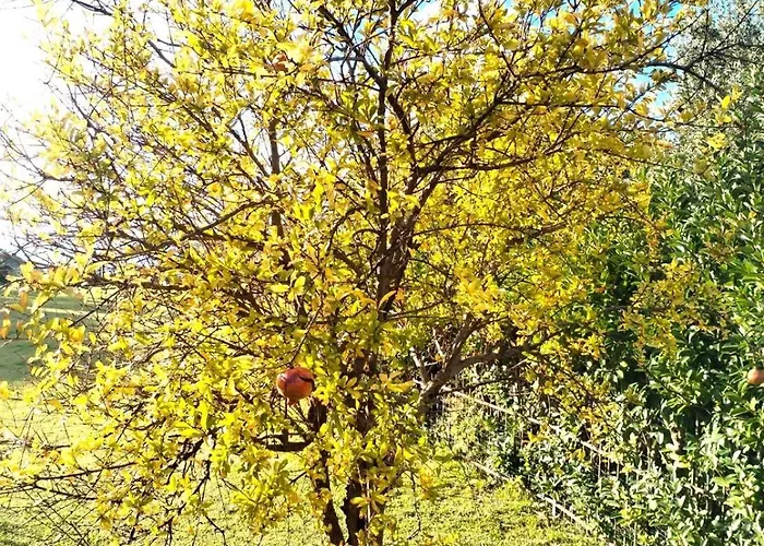 Panzitella Forio di Ischia